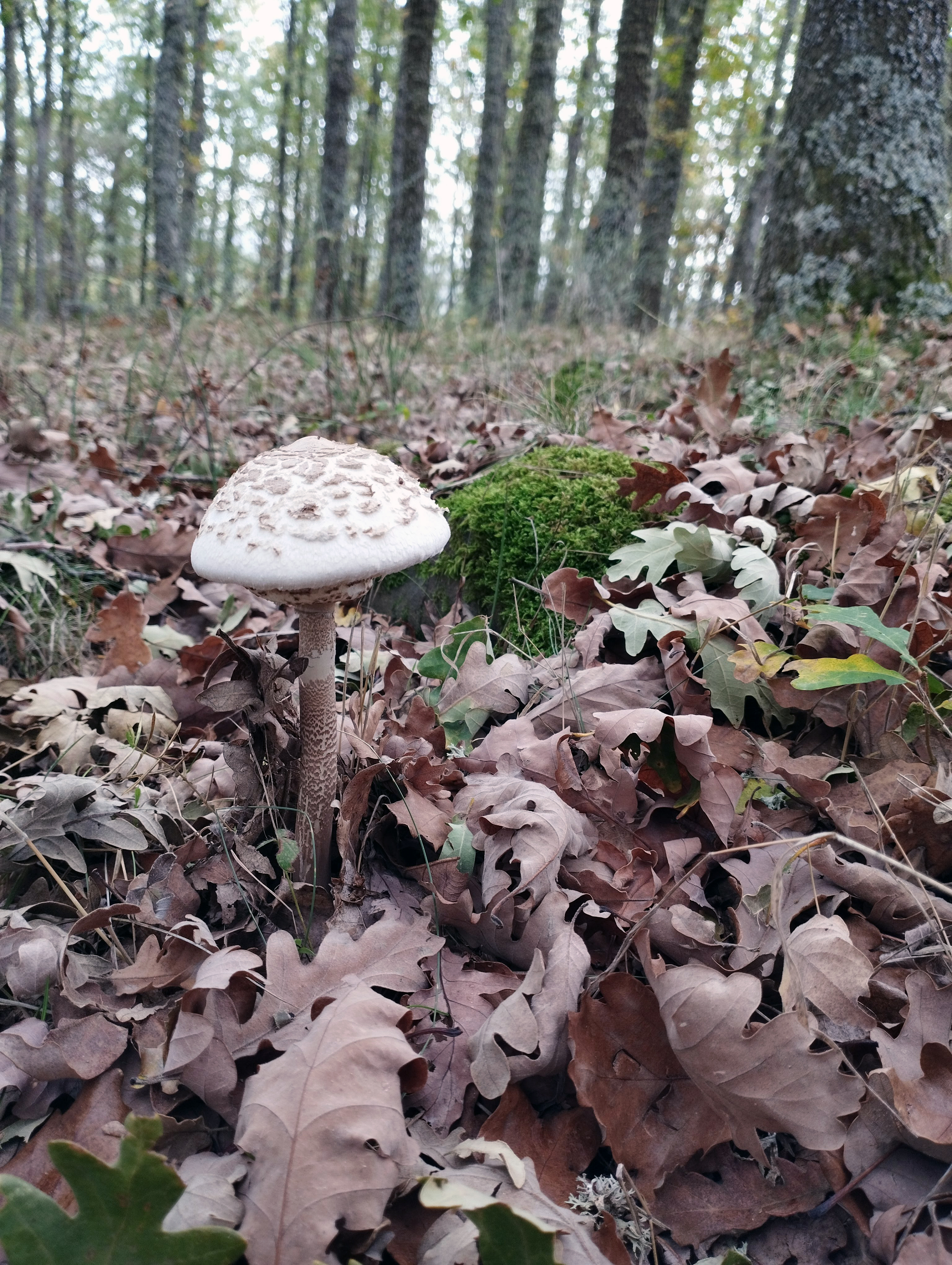 Seta de sombrero blanco creciendo entre las hojas del bosque