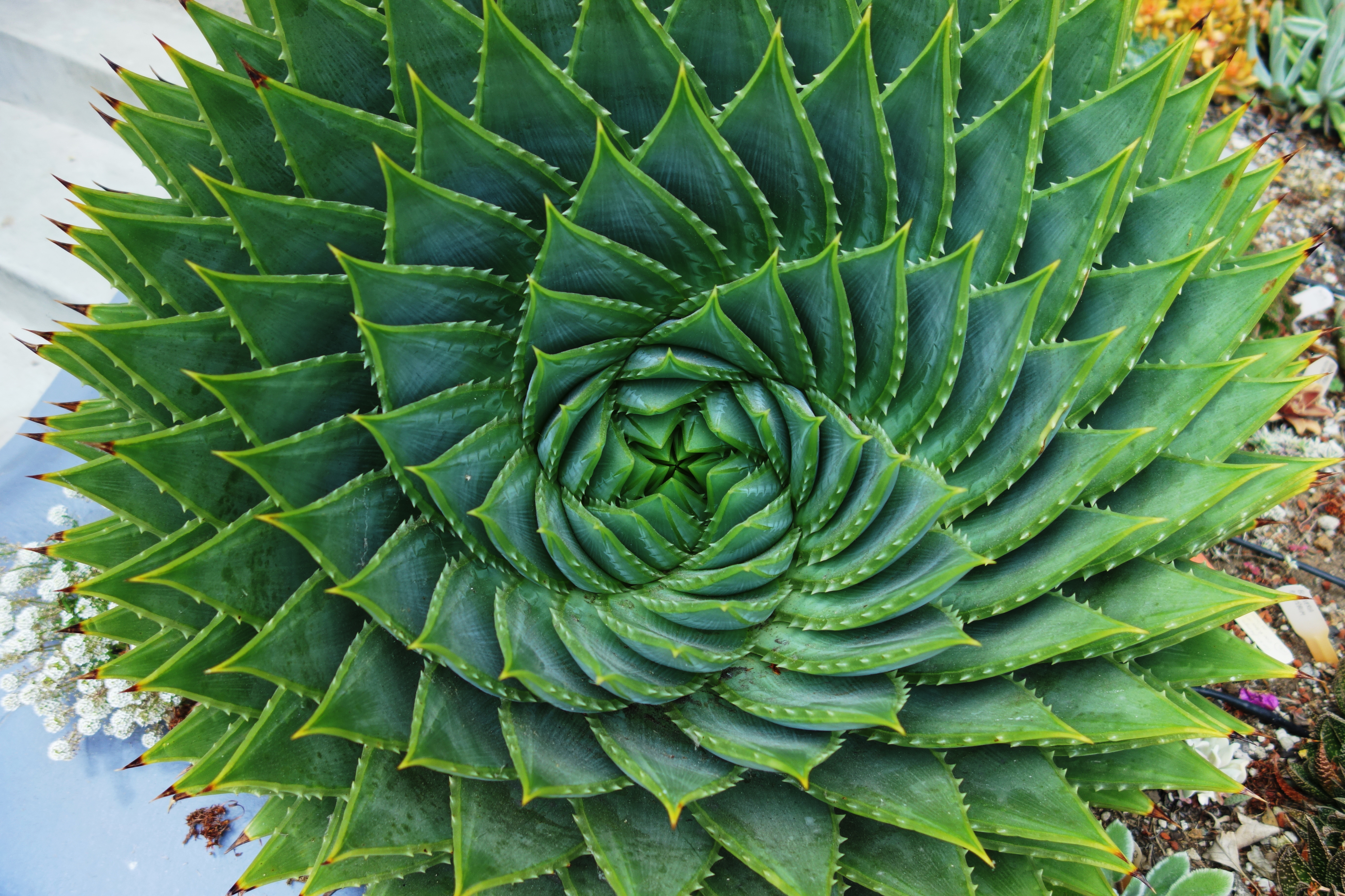 Aloe espiral visto desde arriba