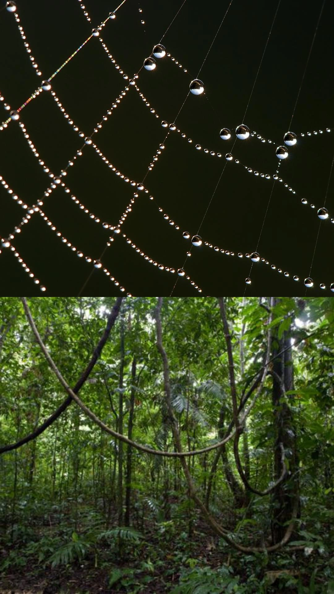 Catenarias en la naturaleza