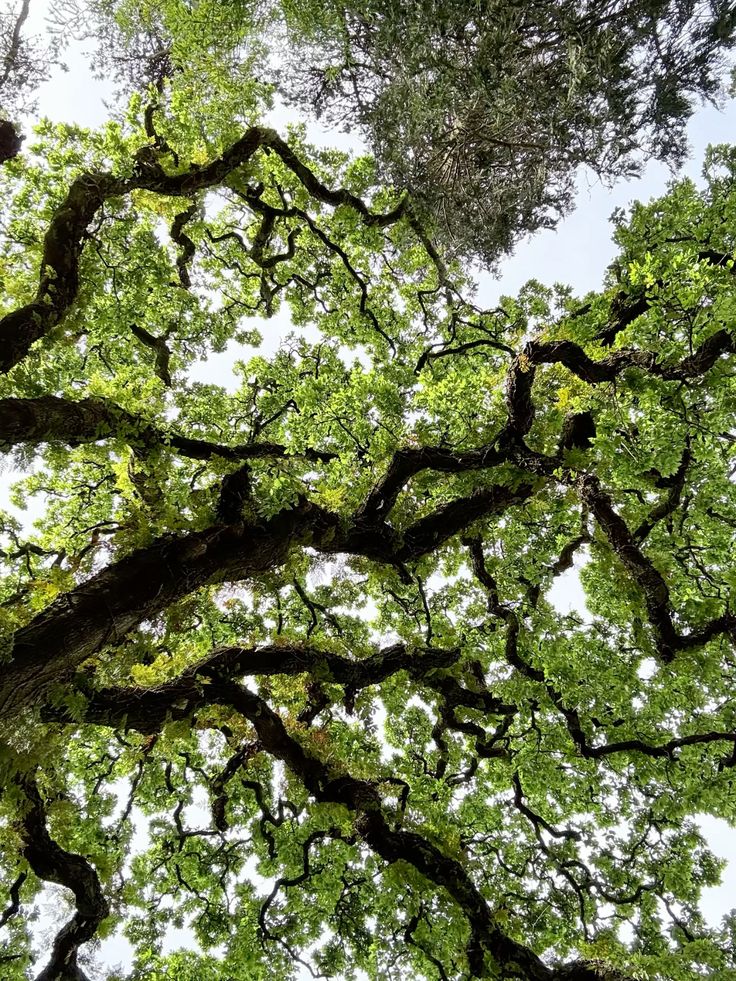 Ramas de un árbol con estructura fractal