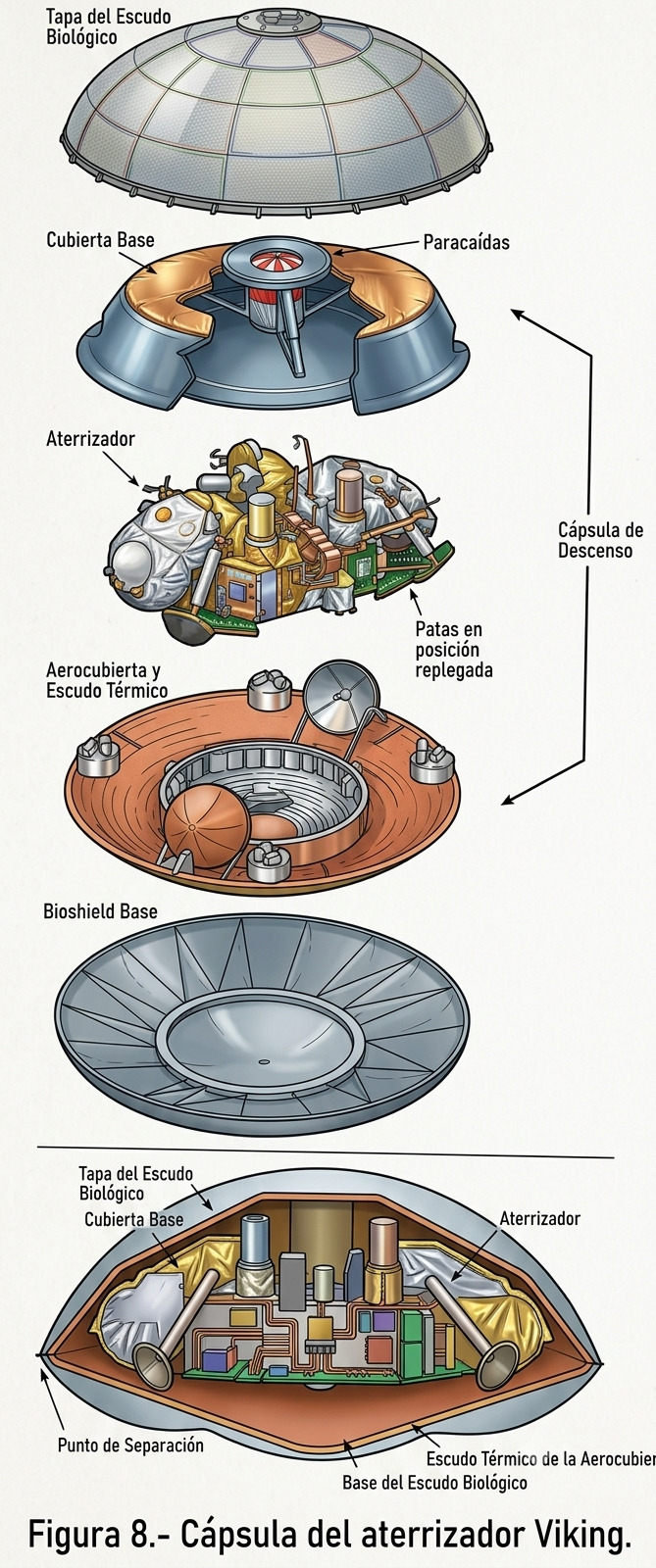 Vista detonada y corte transversal de la cápsula del aterrizador Viking. El diagrama detalla la integración del sistema EDL (Entrada, Descenso y Aterrizaje), mostrando la posición de almacenamiento del aterrizador (Lander), la cubierta de base, la aerocubierta de protección térmica y el punto de separación de la cápsula.